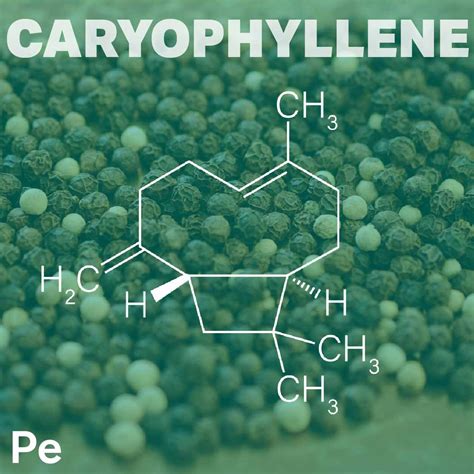 Caryophyllene .